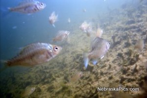 smallfish2