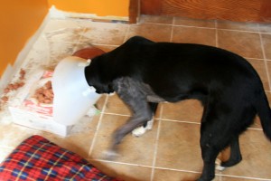 Sorry it's blurry but I was laughing a tad watching her try to eat...