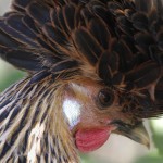 Random image: bob the chicken