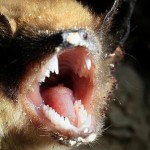 Random image: bat1