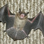 Random image: bat2